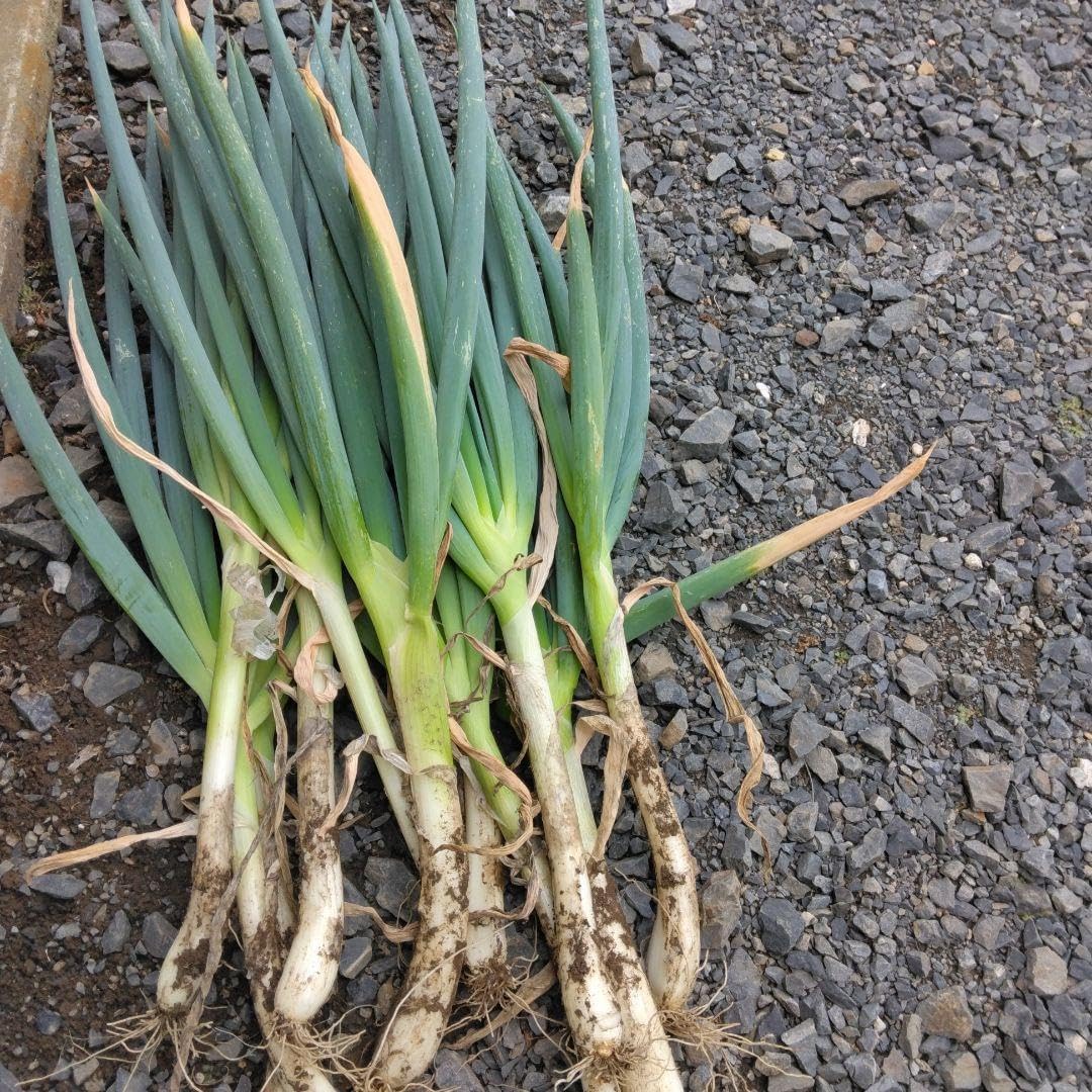 ばら挿し木苗・廃盤品種・入手困難 レア品種 バラ挿し木苗 入手困難｜Yahoo!フリマ（旧PayPayフリマ）